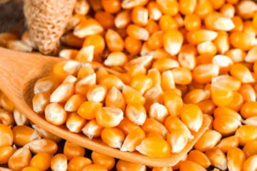 Corn/Yellow Maize
